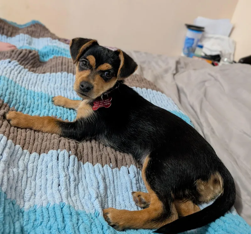 A baby small-sized female Chihuahua dog named Pippa for adoption in Succasunna, NJ