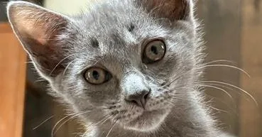 A baby small-sized male Gray / Blue / Silver Domestic Short Hair cat named Mojito for adoption in Lake Wylie, SC