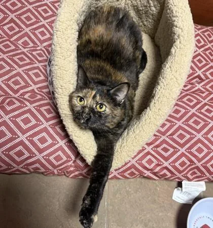 An adult small-sized female Black Domestic Short Hair cat named Ava for adoption in Atlanta, GA