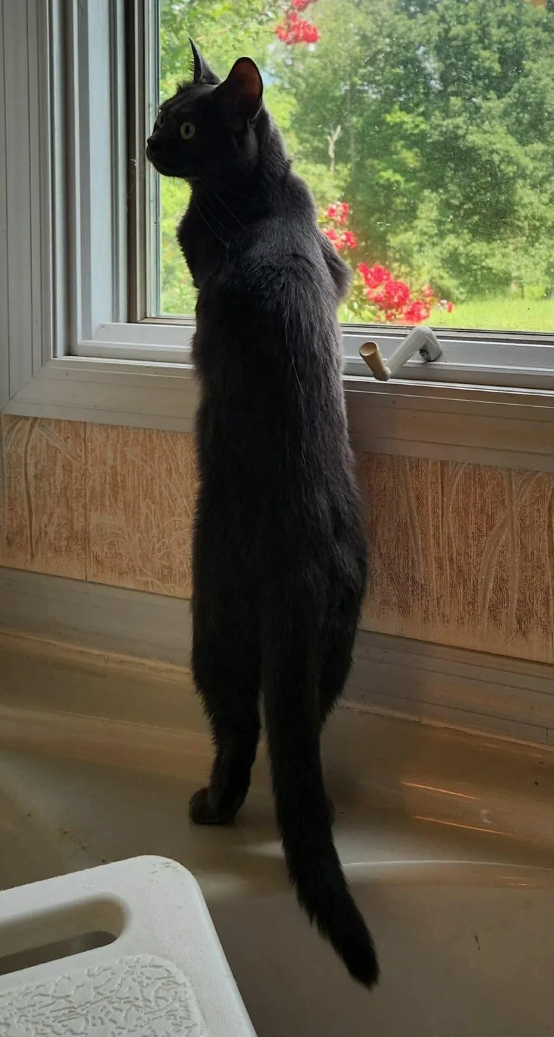 A young large-sized male Gray / Blue / Silver Russian Blue cat named Tony for adoption in Inez, KY
