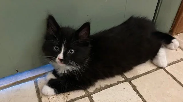 A baby medium-sized male Black & White / Tuxedo Domestic Short Hair cat named Peanut And Coco for adoption in Great Mills, MD