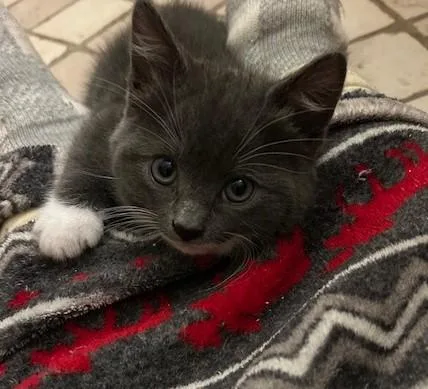 Peanut And Coco thumbnail 2