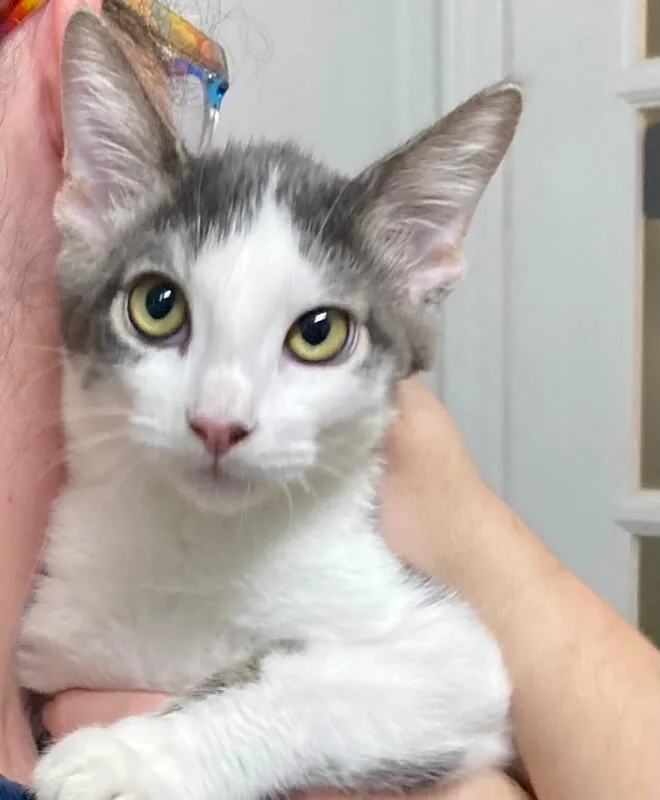 A young medium-sized male Tabby (Gray / Blue / Silver) Domestic Short Hair cat named Cosmo for adoption in Arlington, WA