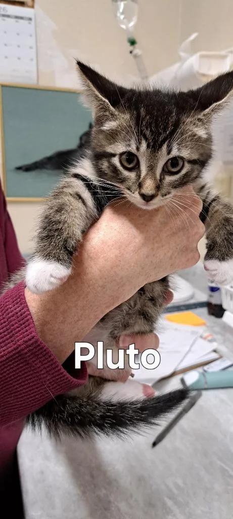 A baby small-sized male Domestic Short Hair cat named Pluto for adoption in Plattsburgh, NY
