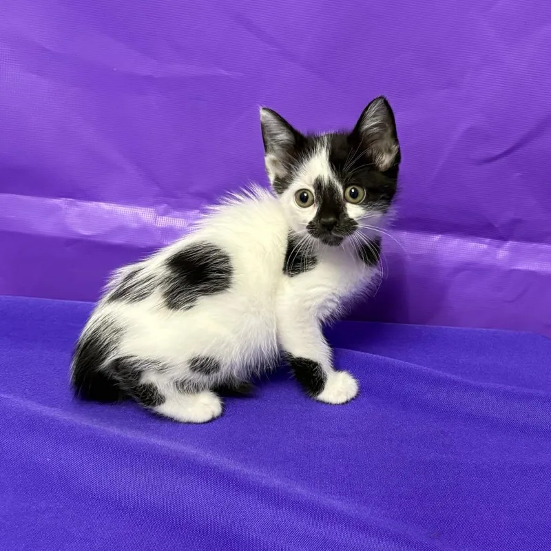 A baby small-sized female Black Domestic Short Hair cat named Poinsettia for adoption in North Myrtle Beach, SC
