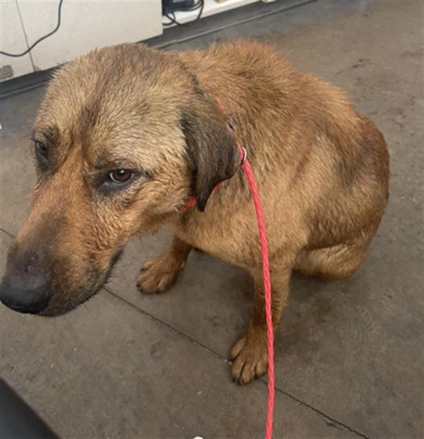 An adult large-sized male Mixed Breed dog named Duke for adoption in Dallas, TX