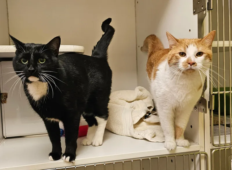 An adult large-sized male Tabby (Orange / Red) Domestic Short Hair cat named Vervain for adoption in Norwalk, CT