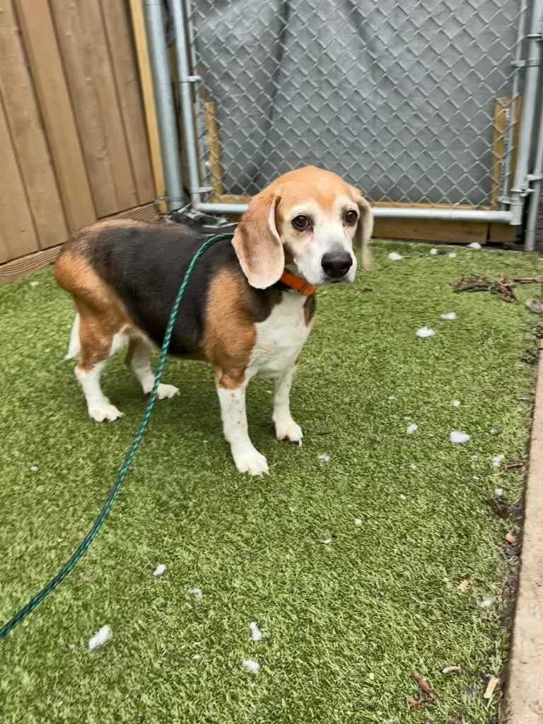 A senior medium-sized female Beagle dog named Suzie for adoption in Liverpool, NY