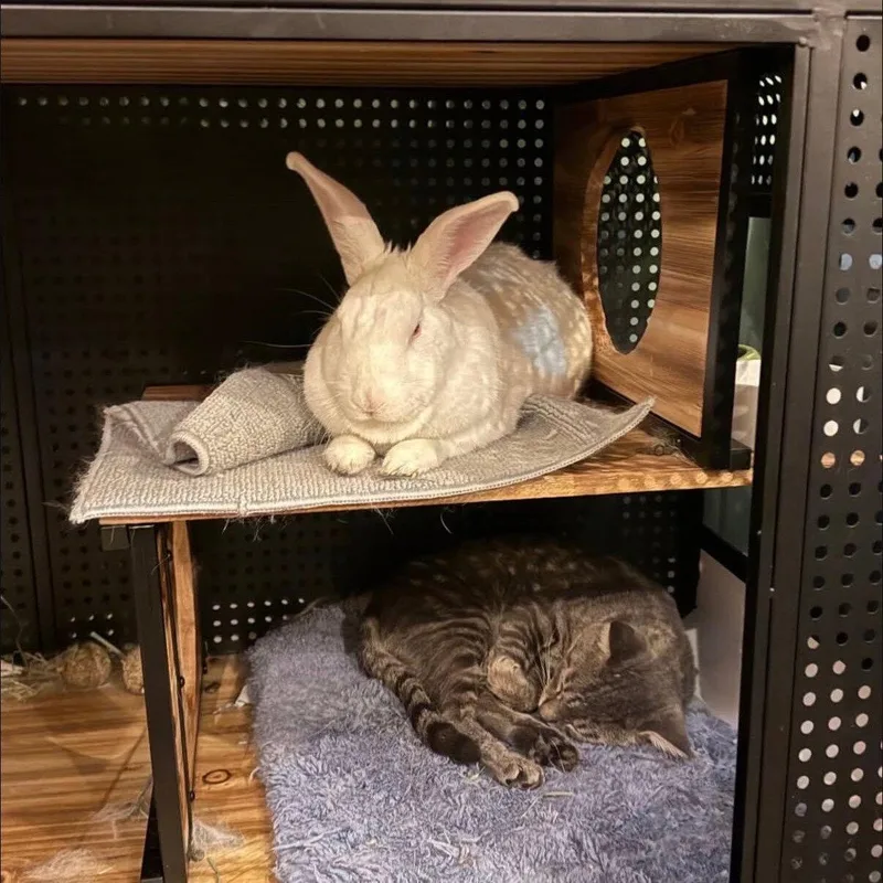 An adult medium-sized male Domestic Short Hair cat named Brooklyn Barge for adoption in Brooklyn, NY