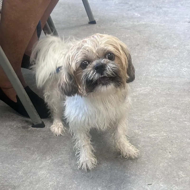 An adult small-sized male White / Cream Shih Tzu dog named Todd Crumbles for adoption in Quakertown, PA