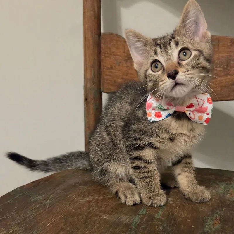 A baby small-sized male Brown / Chocolate Domestic Short Hair cat named Kit for adoption in New Albany, OH