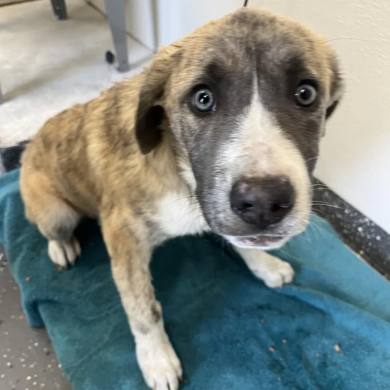 A baby medium-sized female Yellow / Tan / Blond / Fawn Mixed Breed dog named Mary Poppins for adoption in Columbiana, AL