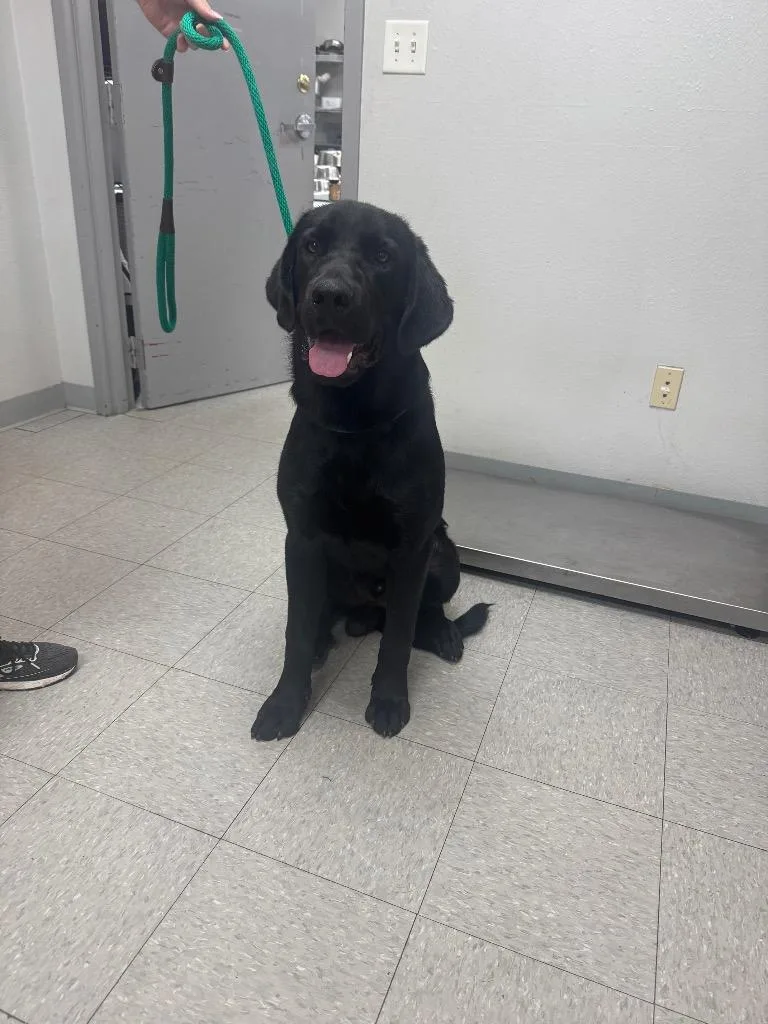 A baby medium-sized male Labrador Retriever dog named Hewitt for adoption in Sorrento, LA
