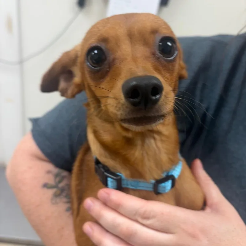 A young small-sized female Red / Chestnut / Orange Mixed Breed dog named Rawhide for adoption in Pekin, IL