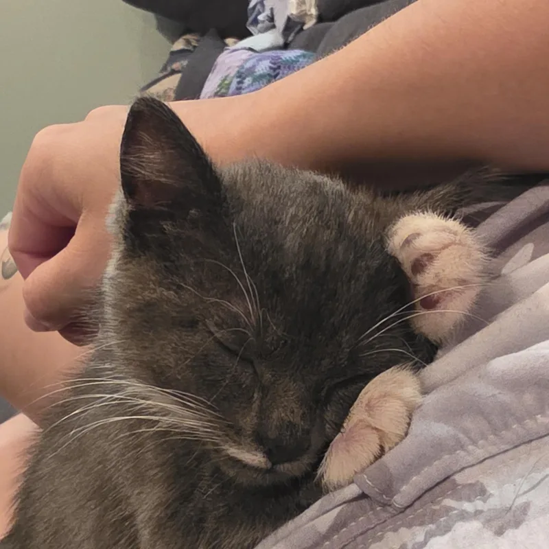 A baby medium-sized female Domestic Short Hair cat named Ethel for adoption in Sioux Falls, SD