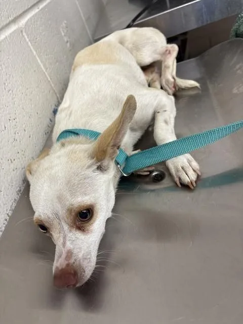 A young small-sized male Chihuahua dog named Arlo for adoption in San Bernardino, CA
