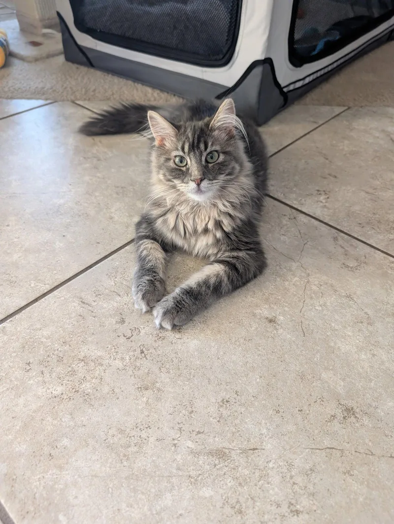 A baby medium-sized male Norwegian Forest Cat cat named Frankie for adoption in Glendale, AZ