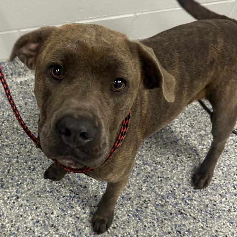An adult medium-sized female Brindle American Staffordshire Terrier dog named Buffy for adoption in Greenville, SC