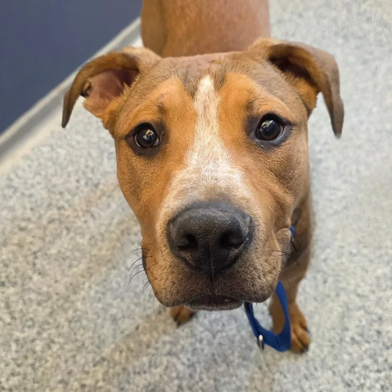 A young medium-sized male Golden Pit Bull Terrier dog named Konner for adoption in Great Falls, MT