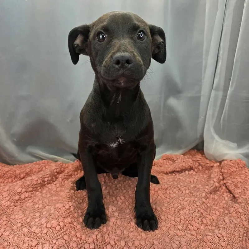 O’neal thumbnail 2