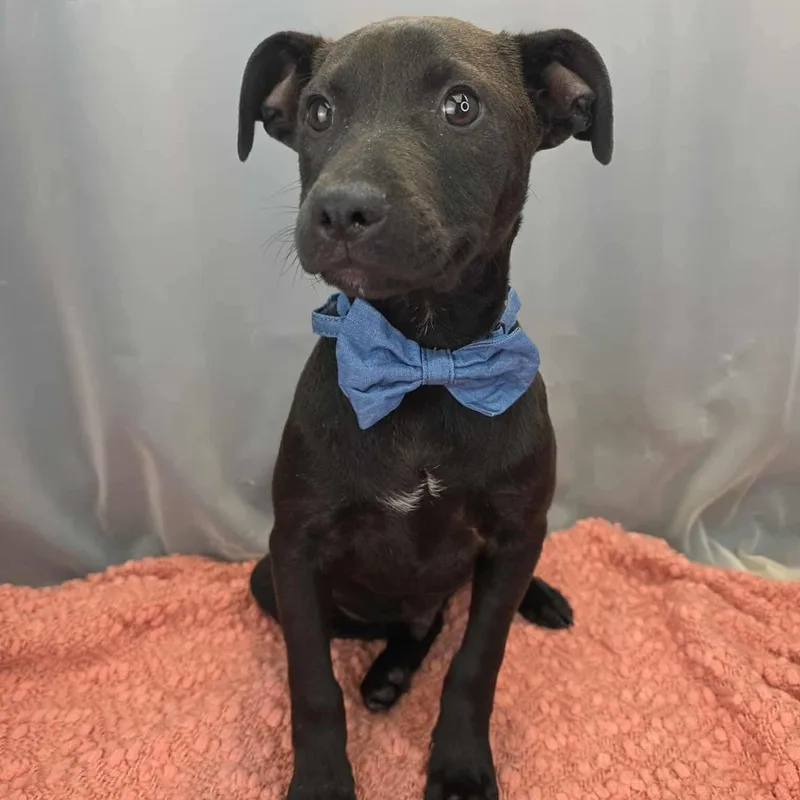 O’neal thumbnail 3