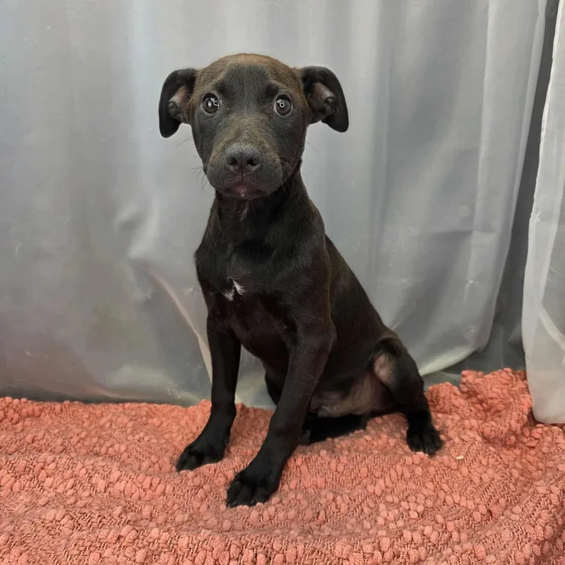 O’neal thumbnail 4