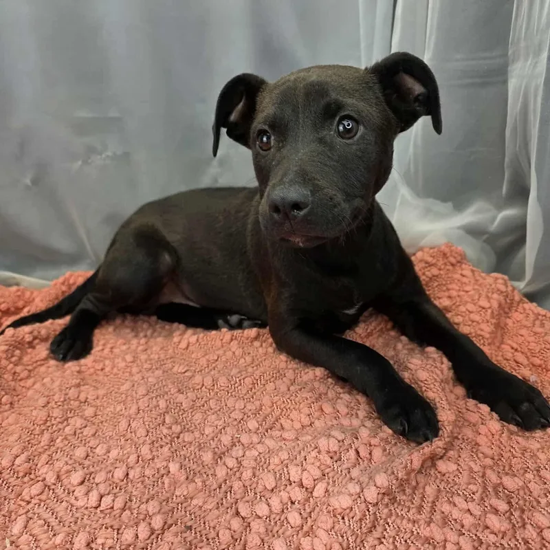 O’neal thumbnail 5