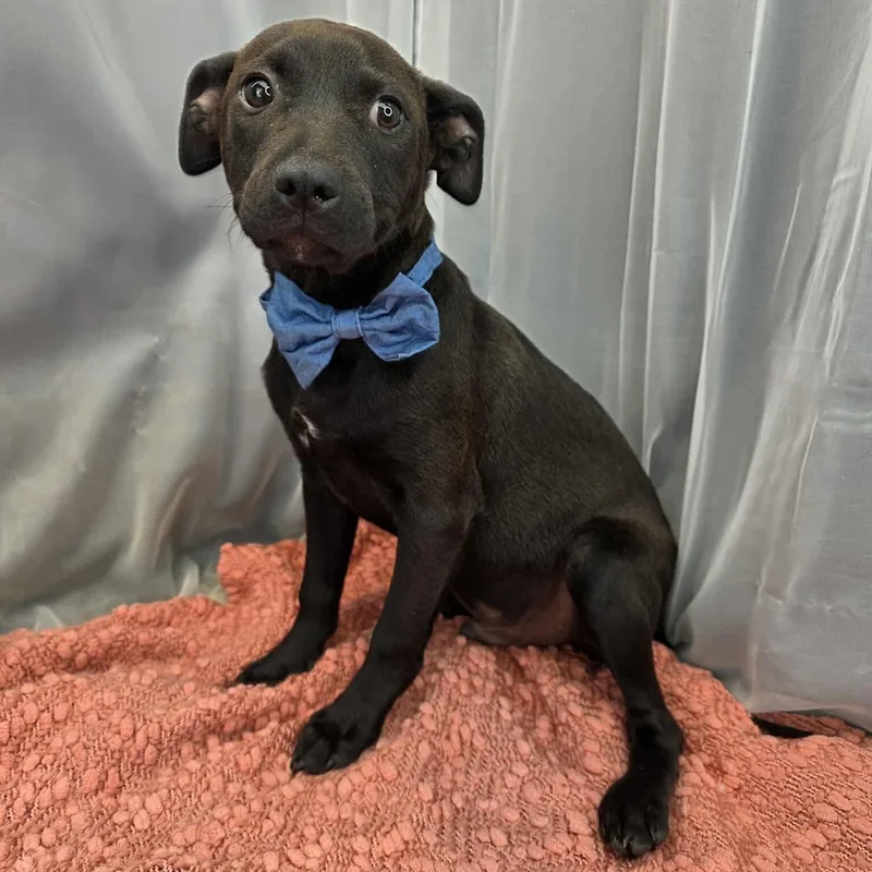 O’neal thumbnail 6