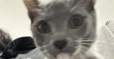 A baby small-sized female Gray & White Domestic Short Hair cat named Mexia for adoption in Anoka, MN