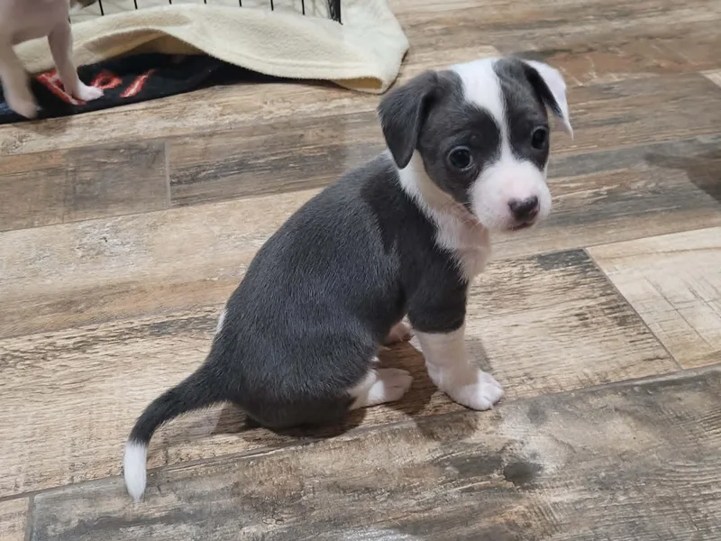 A baby small-sized female Jack Russell Terrier dog named Matilda for adoption in New River, AZ