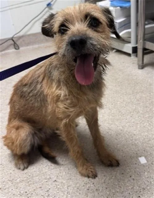 An adult small-sized female Terrier dog named Bear for adoption in Bakersfield, CA