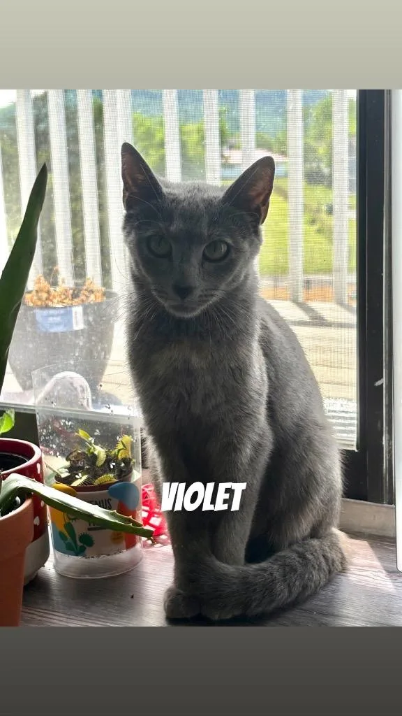 Violet thumbnail 4