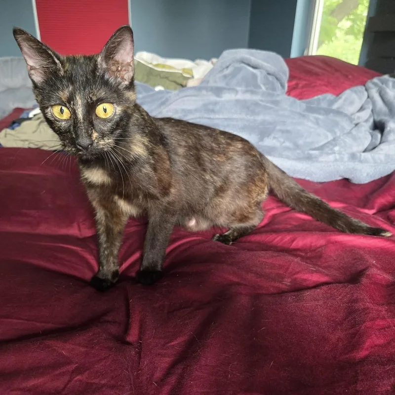 A young medium-sized female Black Domestic Short Hair cat named Plant Lady for adoption in Austin, TX