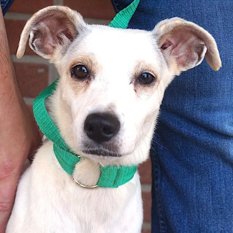 An adult small-sized female White / Cream Labrador Retriever dog named Musica for adoption in Carrollton, TX
