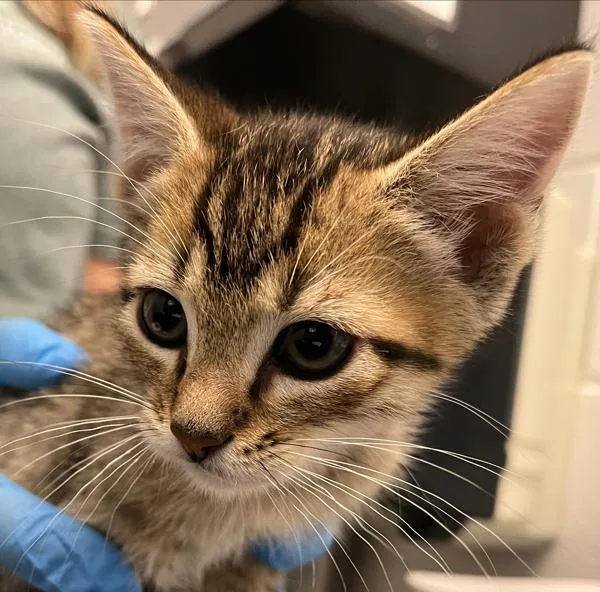A baby small-sized male Domestic Short Hair cat named Crab Rangoon for adoption in Golden, CO
