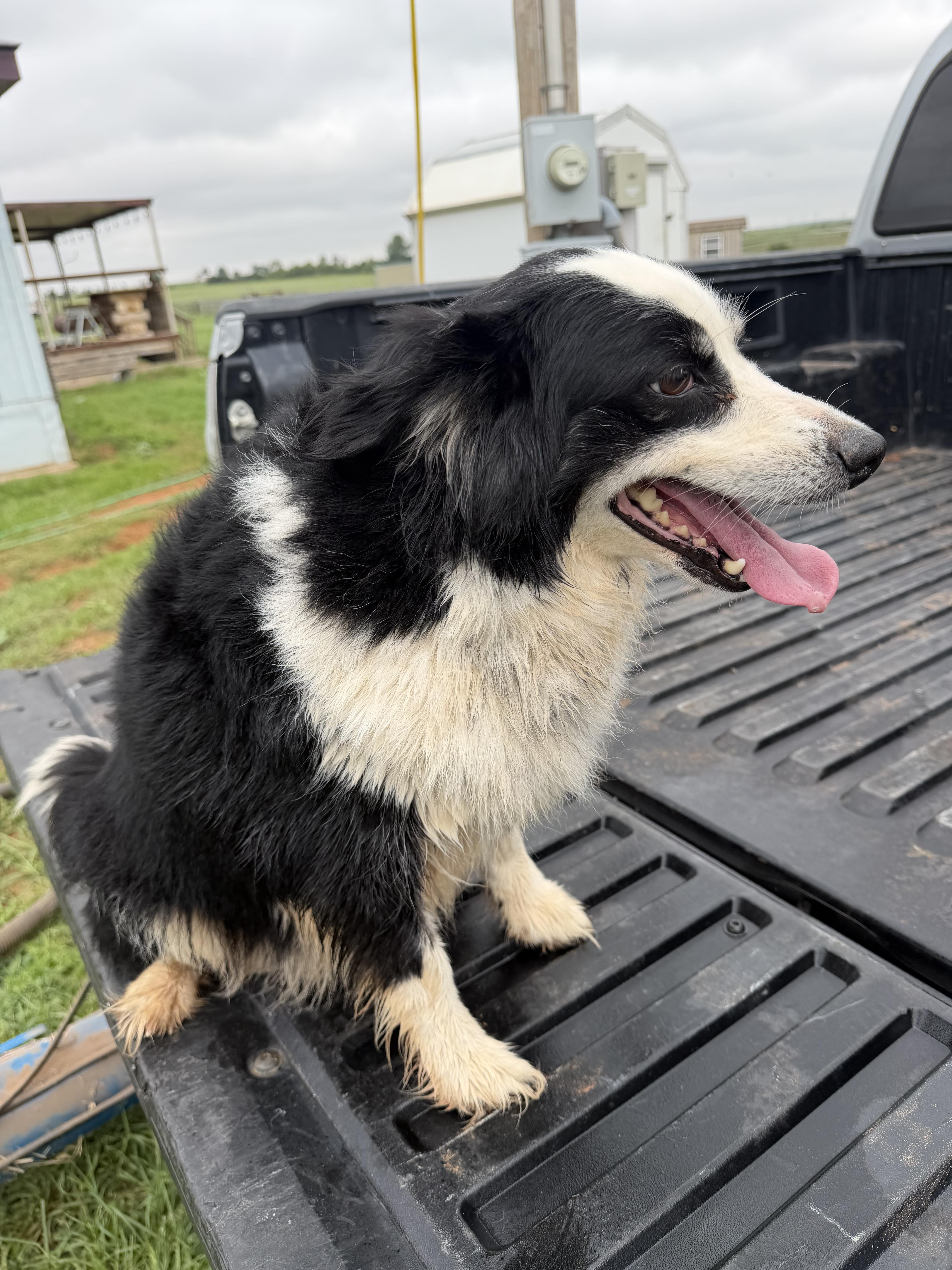 An adult medium-sized male Australian Shepherd dog named Yobel for adoption in Carnegie, OK