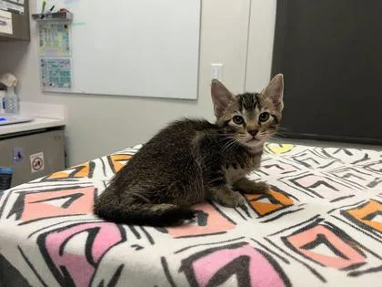 A baby small-sized male Brown / Chocolate Domestic Short Hair cat named The Knock That Came for adoption in Kansas City, MO