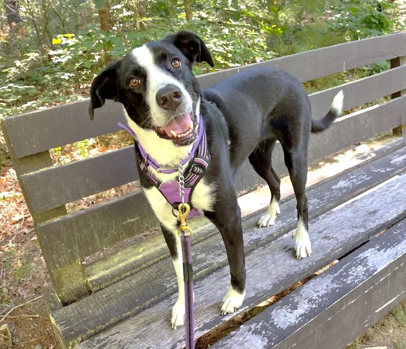 A baby medium-sized female Border Collie dog named Sophie Pepper for adoption in Saunderstown, RI