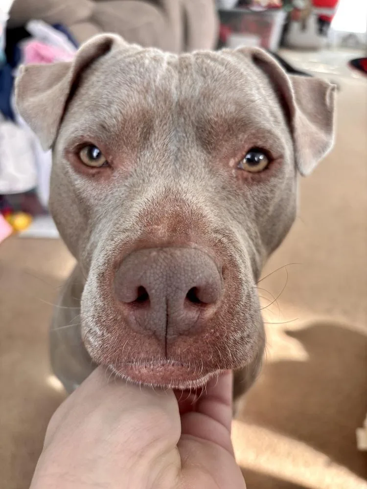 Nova The Nice thumbnail 3