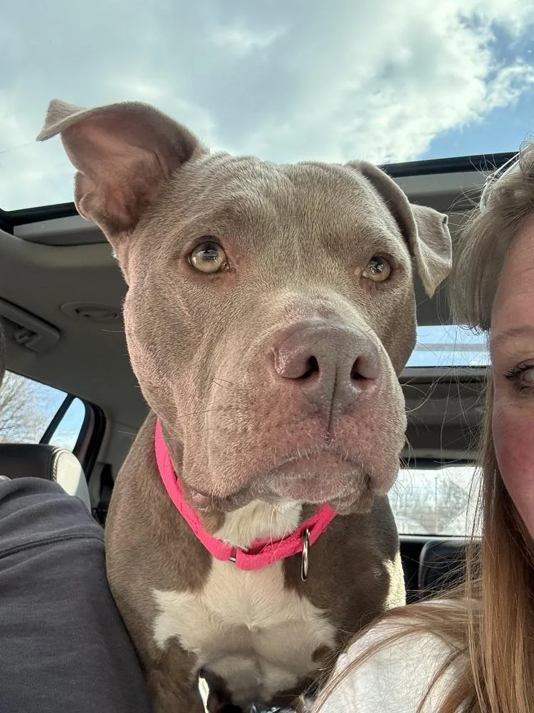 Nova The Nice thumbnail 4