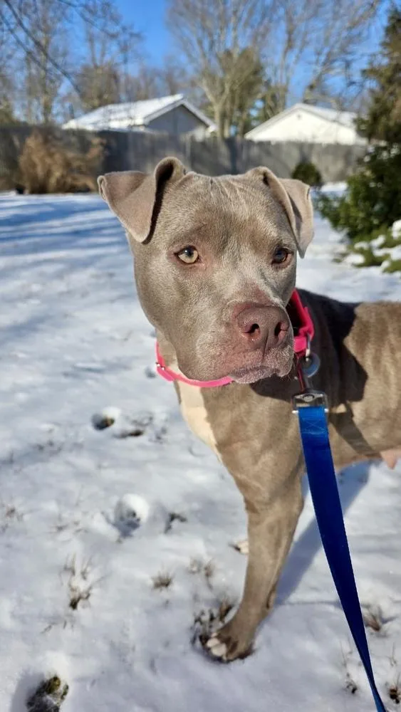 Nova The Nice thumbnail 6