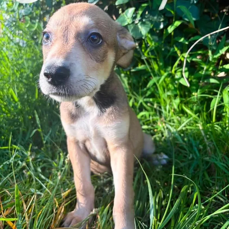 A baby medium-sized female Brown / Chocolate Mixed Breed dog named Jenny for adoption in Fredericksburg, VA