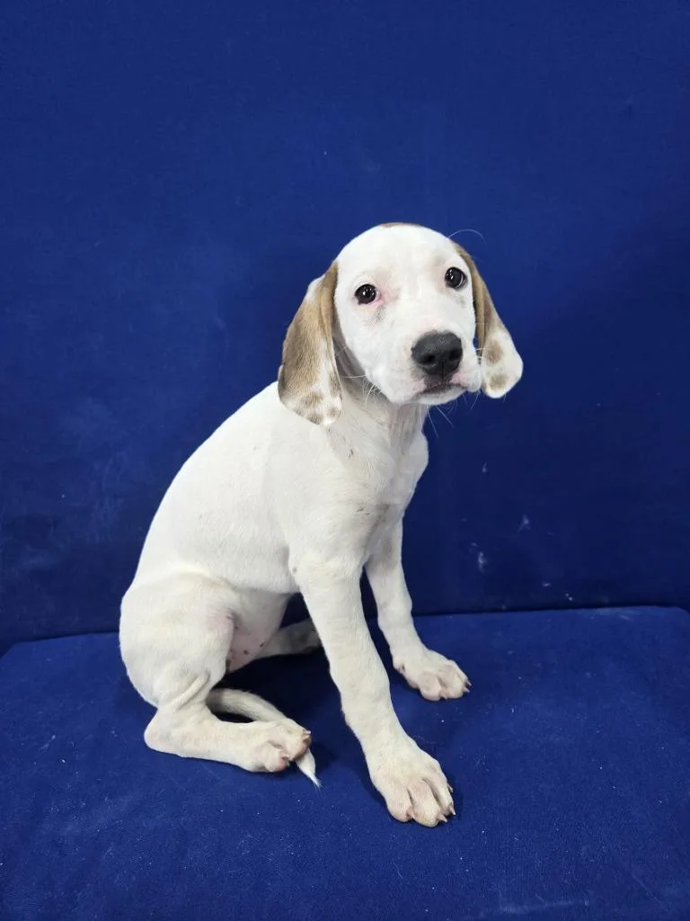 Oil Change thumbnail 2