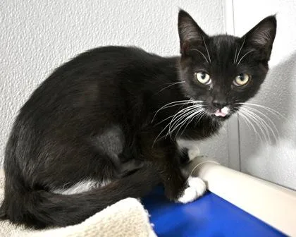 A baby small-sized female Domestic Short Hair cat named Frell for adoption in West Seneca, NY