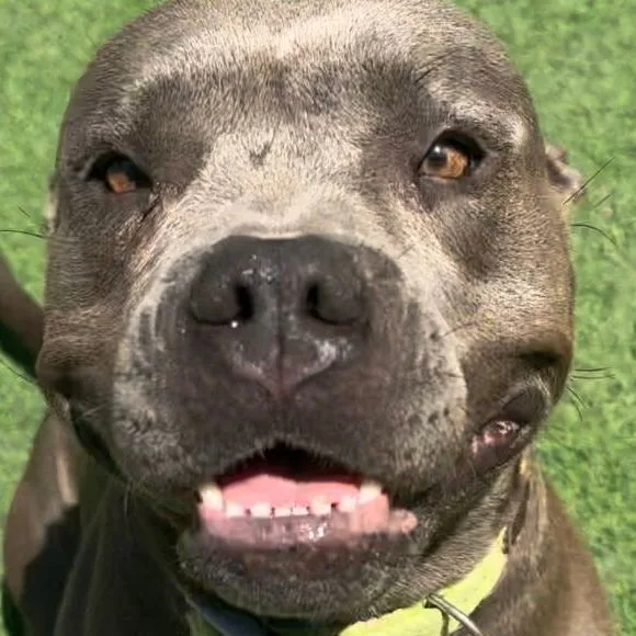 A young medium-sized female Gray / Blue / Silver American Staffordshire Terrier dog named Rachel for adoption in Houston, TX