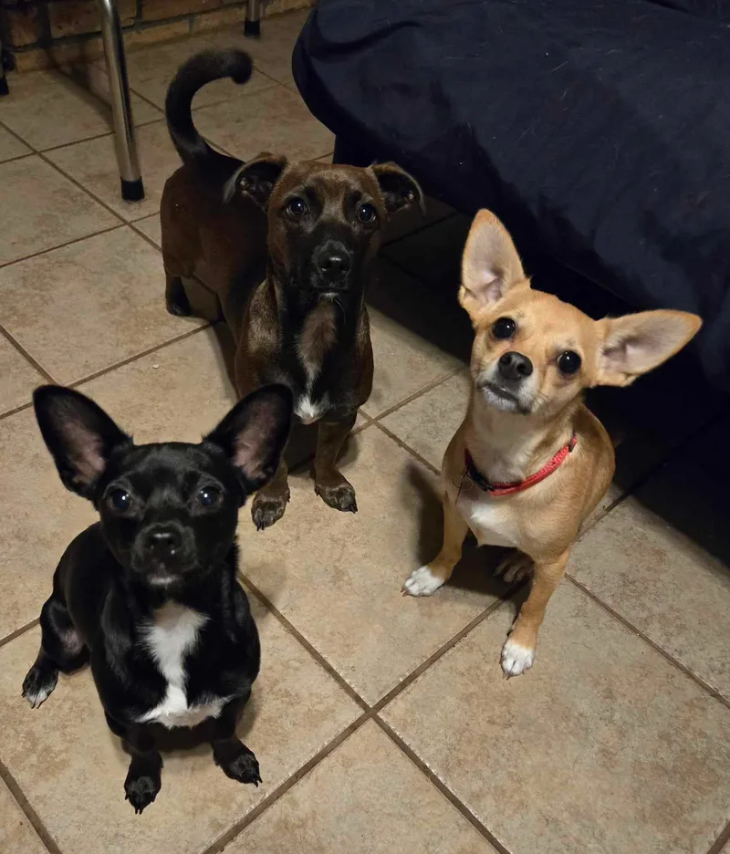 Maverick thumbnail 2