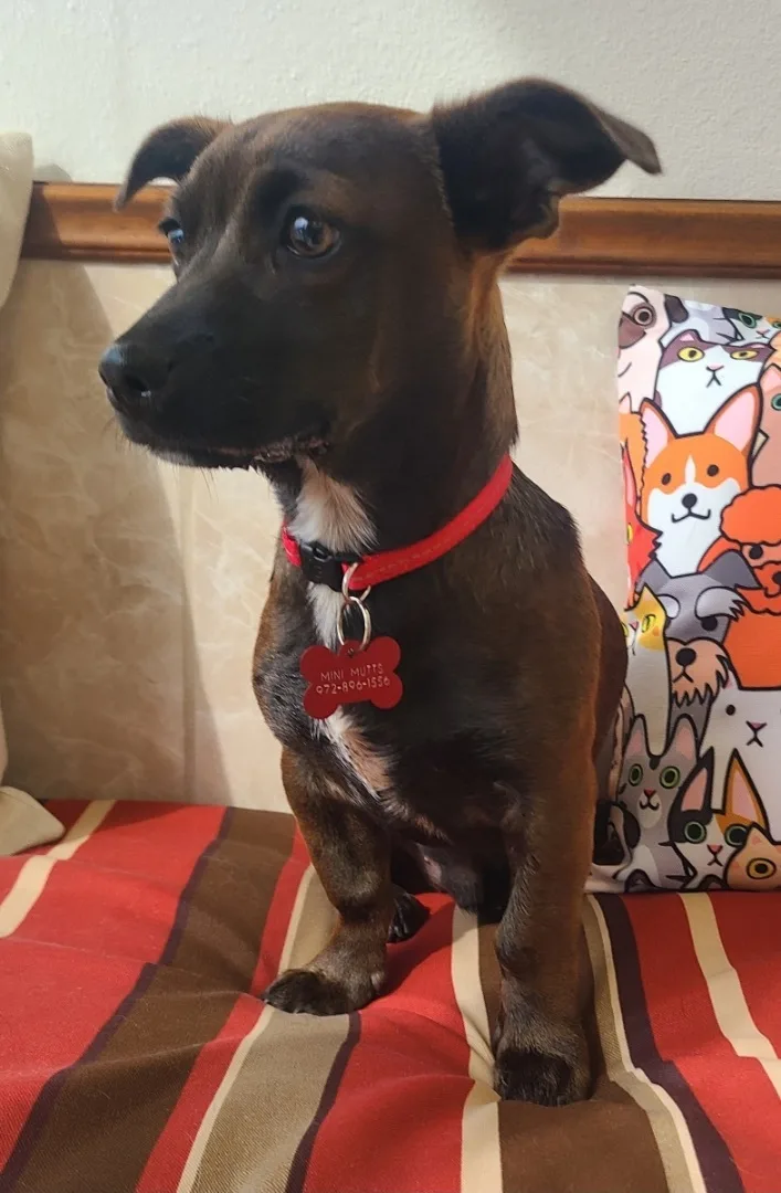 Maverick thumbnail 4