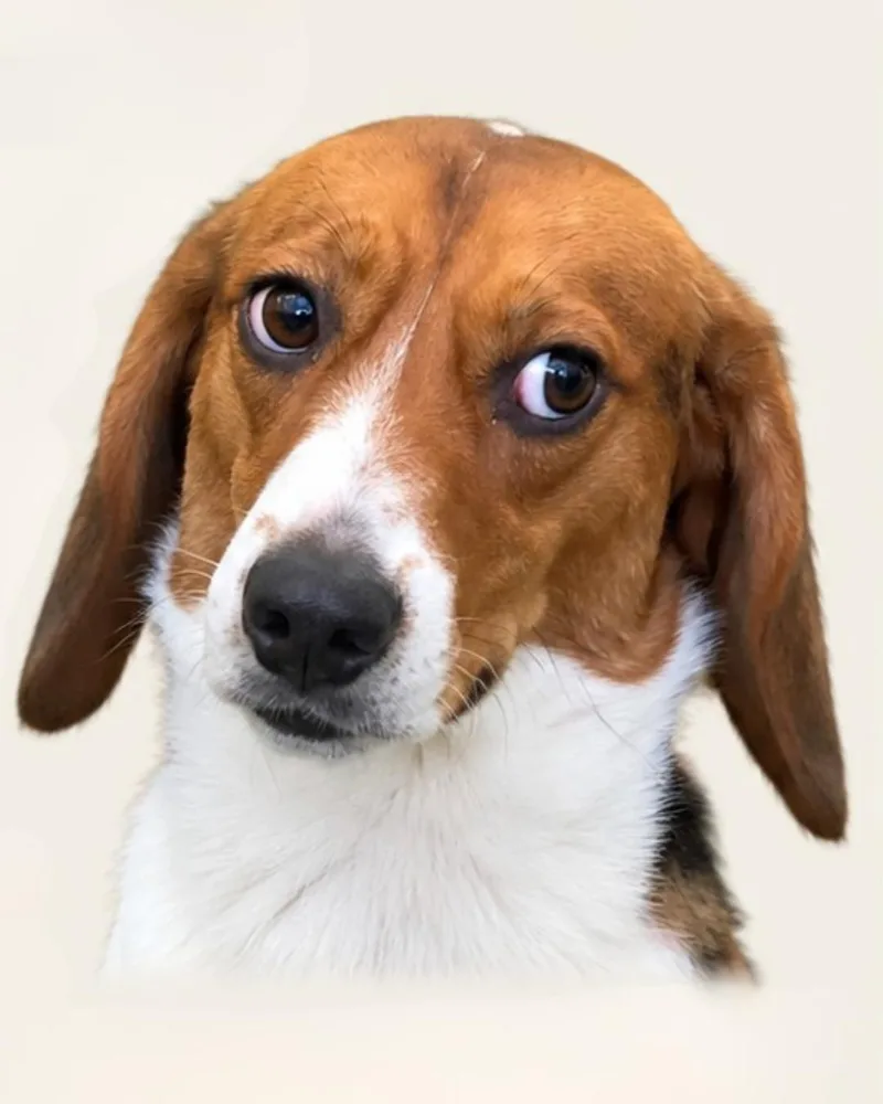 An adult medium-sized male Beagle dog named Truth for adoption in Bothell, WA