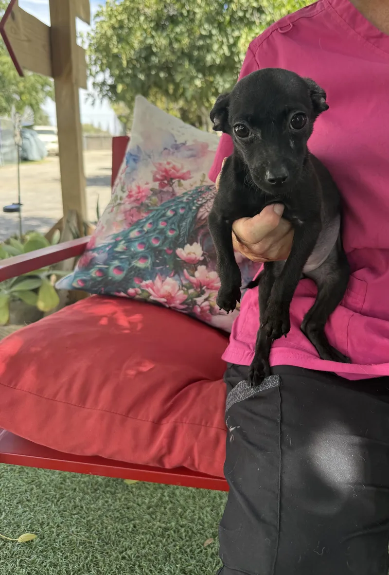 Pepper