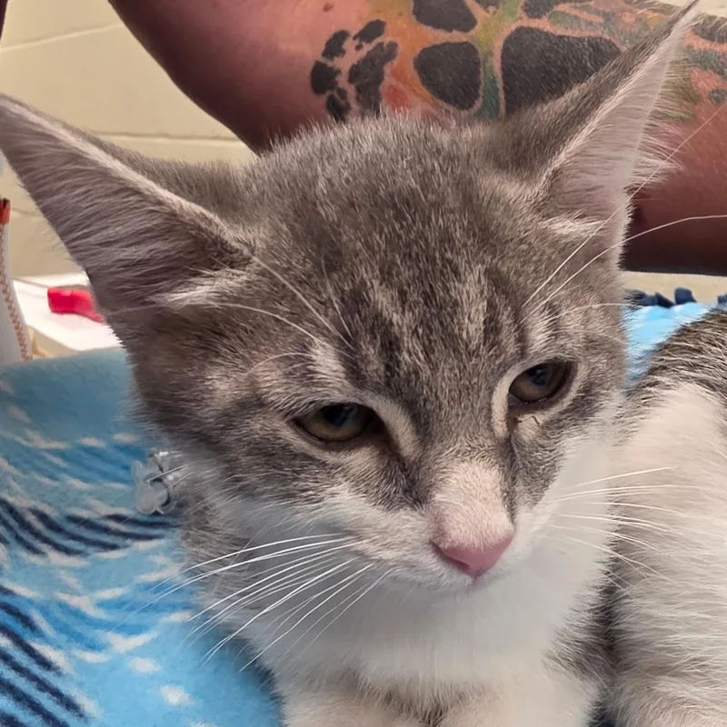 A baby small-sized female Gray / Blue / Silver Domestic Short Hair cat named Iridessa for adoption in Council Bluffs, IA
